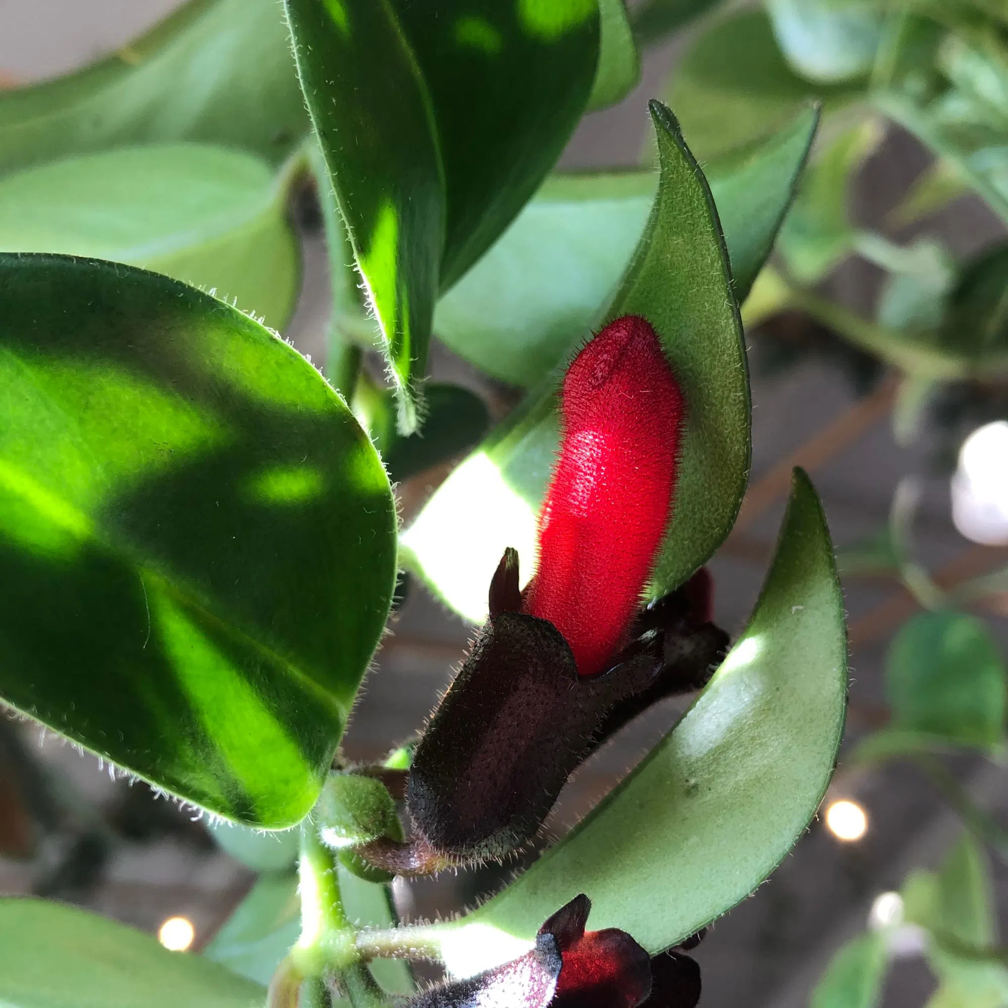 lipstick plant