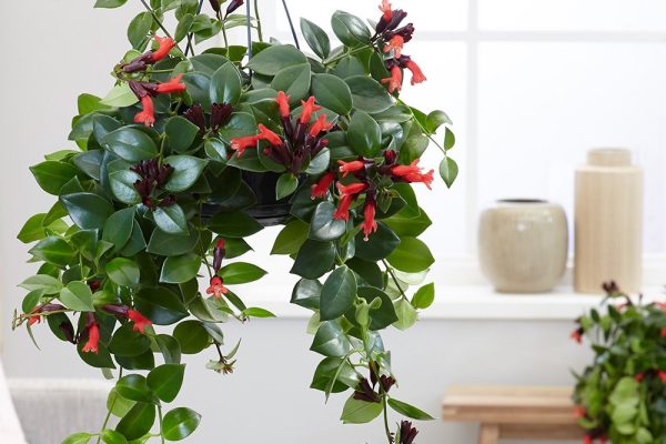 How to Propagate Lipstick Plant: A Step-by-Step Guide lipstick plant