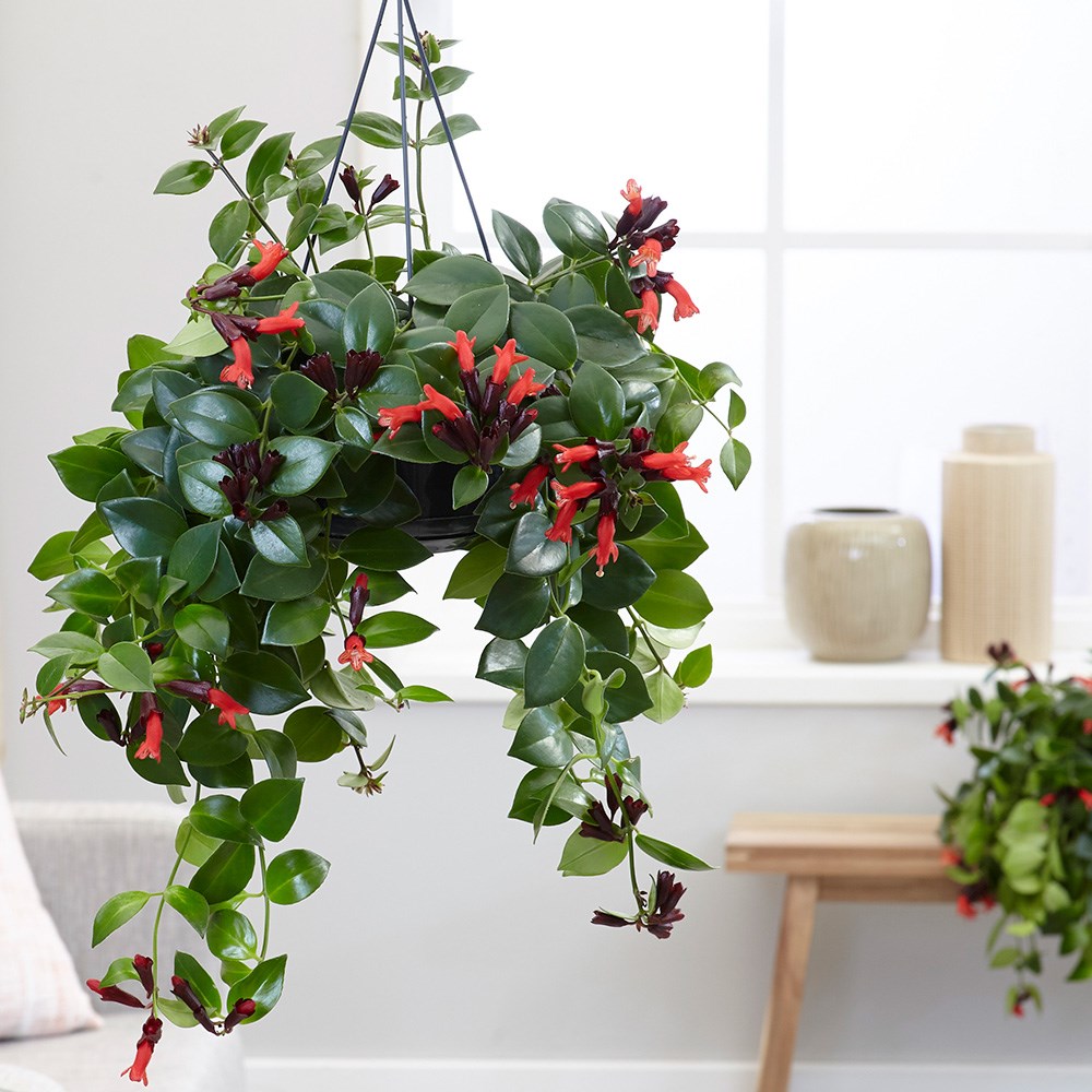 lipstick plant
