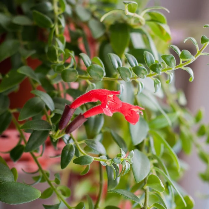 lipstick plant