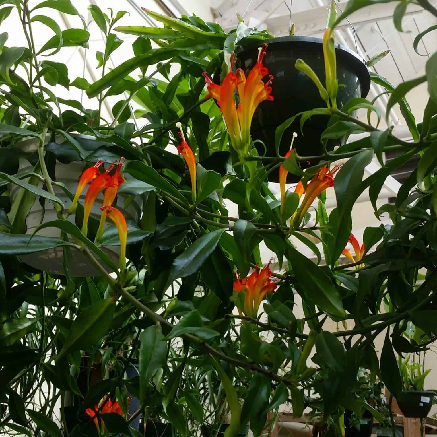 lipstick plant